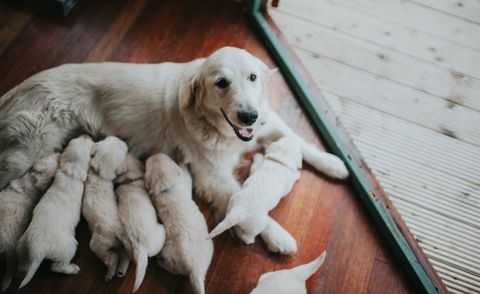 Golden Retriever menggerutu dengan sampahnya.