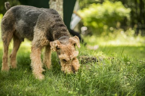 Anjing Airedaile Terrier memakan rumput di halaman belakang