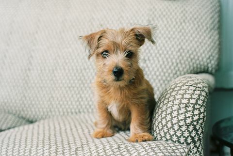 Anak Anjing Norfolk Terrier