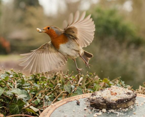 satwa liar taman fotografi burung