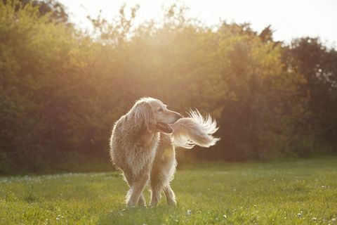 golden retriever di taman saat matahari terbenam