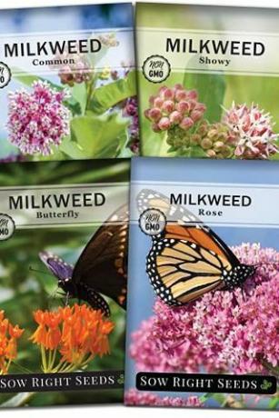 Koleksi Bibit Milkweed