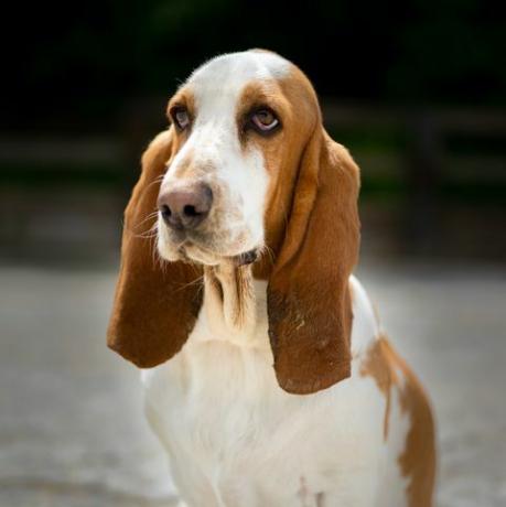 anjing basset hound