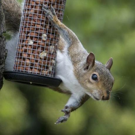 Gray Squirrel tertangkap mencuri kacang burung