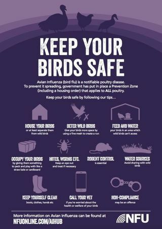 tips flu burung