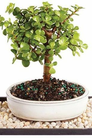 Tanaman Giok Bonsai