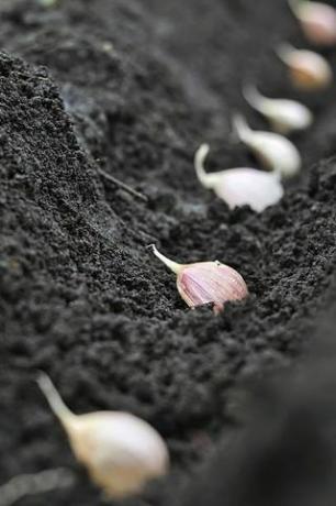 close up bawang putih dalam proses penanaman di kebun sayur