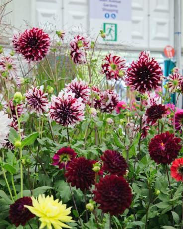 september 2021, rhs chelsea flower show, london, inggris, inggris bunga dipajang di dalam dahlia paviliun besar