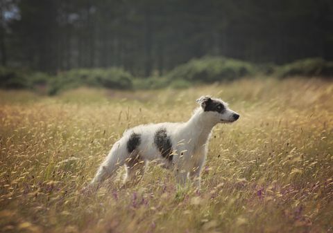 lurcher puppy di rumput panjang