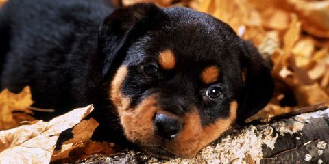 anak anjing rottweiler