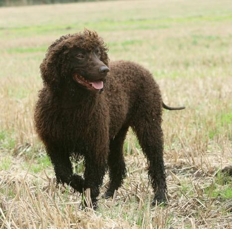 spaniel air Irlandia