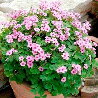 Bantal Pink Shamrock Plant 