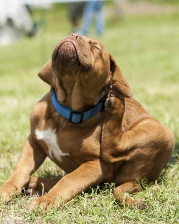 anak anjing dogue de bordeaux, serangan kutu