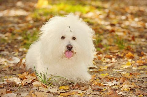 Bichon bolognese dog bersantai di taman