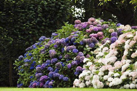 Bunga hydrangea di taman