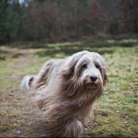 Collie berjanggut