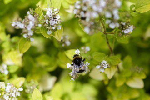 devon garden bee flower