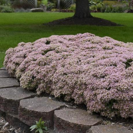 Sedum Sukacita Murni