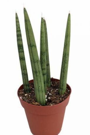 Sanseveria cylindrica