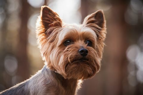 potret close up anjing yorkshire terrier