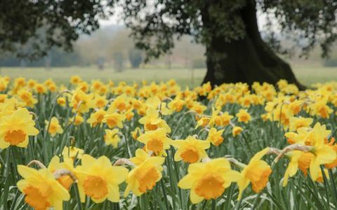 Tampilan dekat bunga bakung yang tumbuh di kebun di Wimpole Estate, Cambridgeshire. © National Trust Images Justin Minns