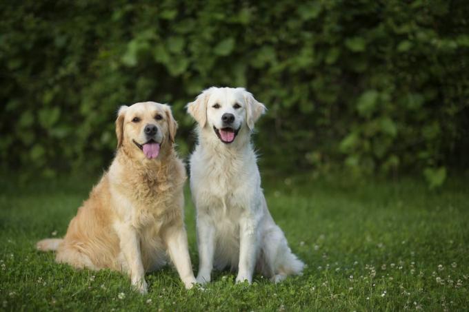 dua golden retriever duduk sangat puas