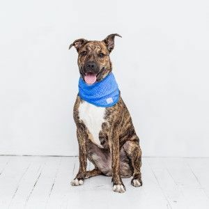 Pet Ice Cooling Dog Bandana