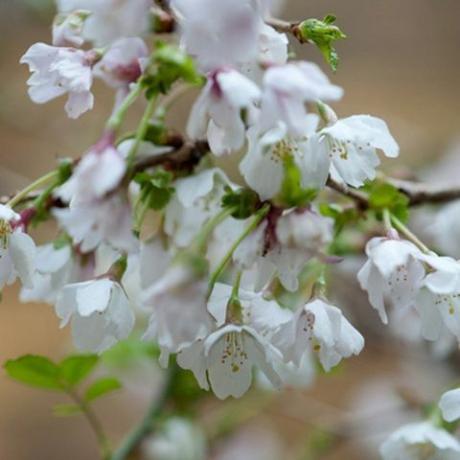 bunga musim semi – bunga sakura
