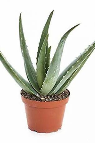 Aloe Vera, pot 4 inci