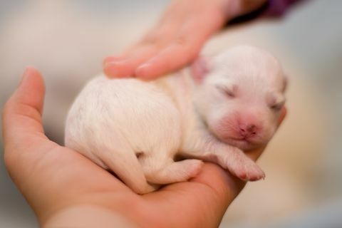 anak anjing umur empat hari