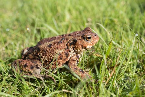 Katak di Matahari