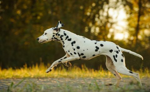 Tampilan Sisi Dari Dalmation Running