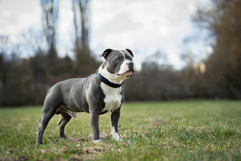 potret staffordshire bull terrier berdiri di lapangan, republik ceko