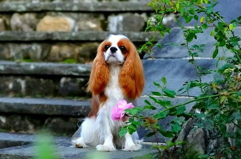 Cavalier King Charles Spaniel duduk di tangga