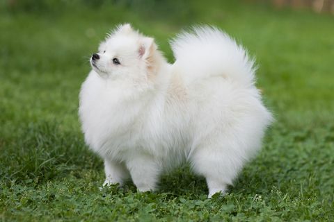 pomeranian putih