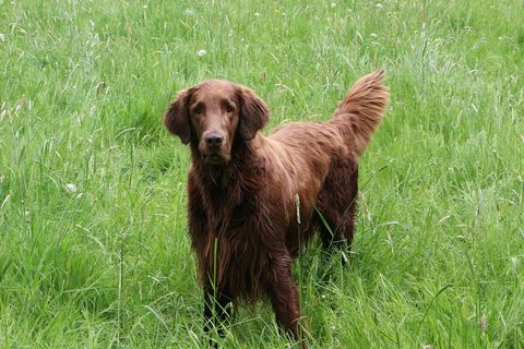 potret retriever dilapisi datar