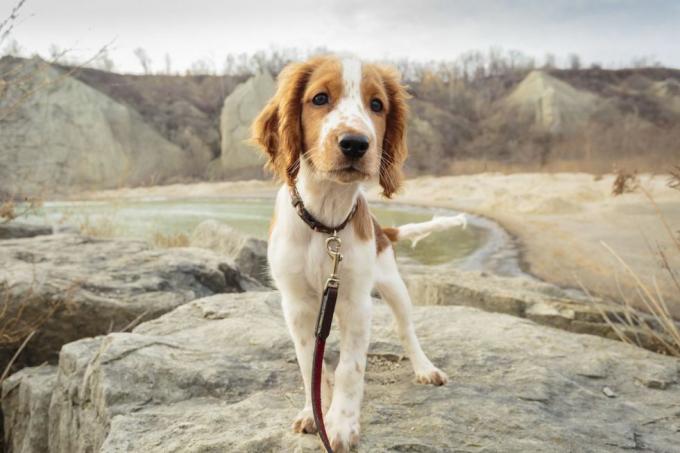 welsh springer spaniel