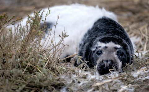 segel hitam langka ditangkap di norfolk