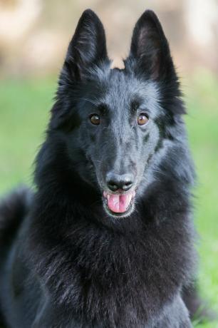 anjing gembala Belgia