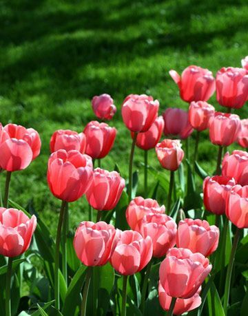 tulip merah muda