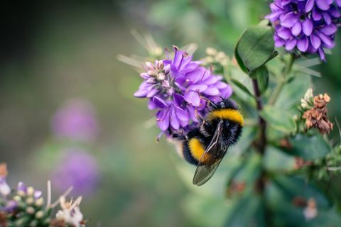 Lebah di atas bunga ungu