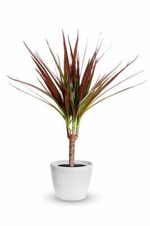 dracaena marginata tanaman pot terisolasi