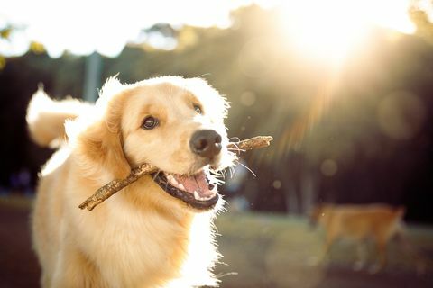 anjing lucu yang bahagia bermain dengan tongkat