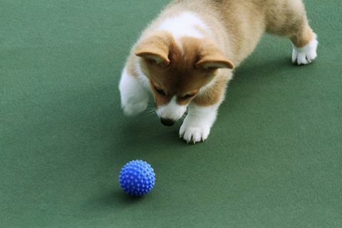 anak anjing corgi dan bola biru