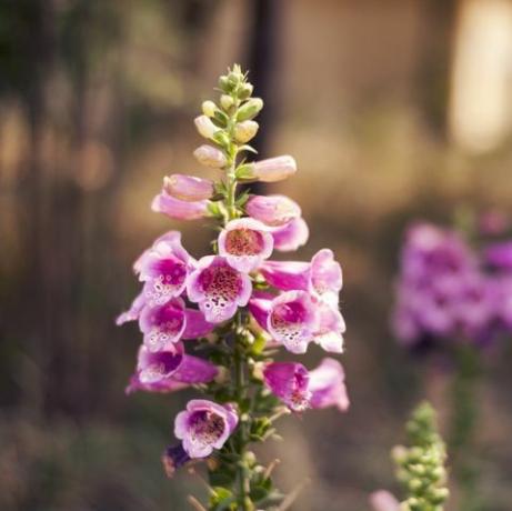 Bunga foxglove yang indah di taman