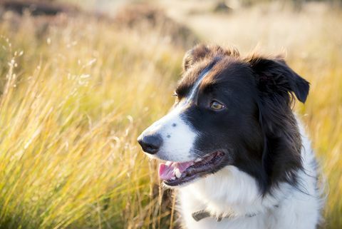 Border Collie di luar rumah di bawah sinar matahari musim panas keemasan