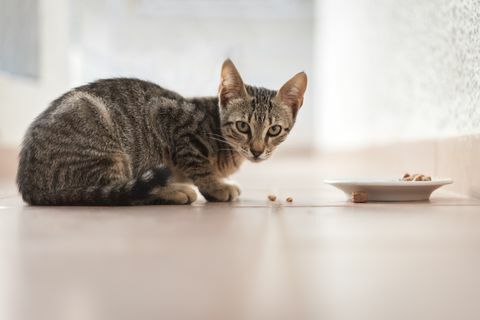 Kucing kucing makan dari mangkuk di luar