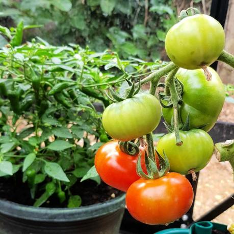 apa yang harus dilakukan di kebun pada bulan Juni tomat