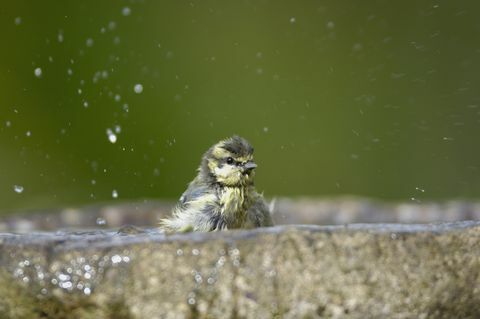 tit biru parus caeruleus, mandi di taman mandi burung co durham juli