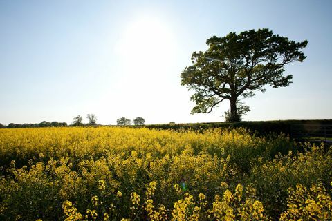 Pedesaan Kent - bidang bunga dan pohon kuning